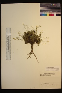 Draba cruciata image